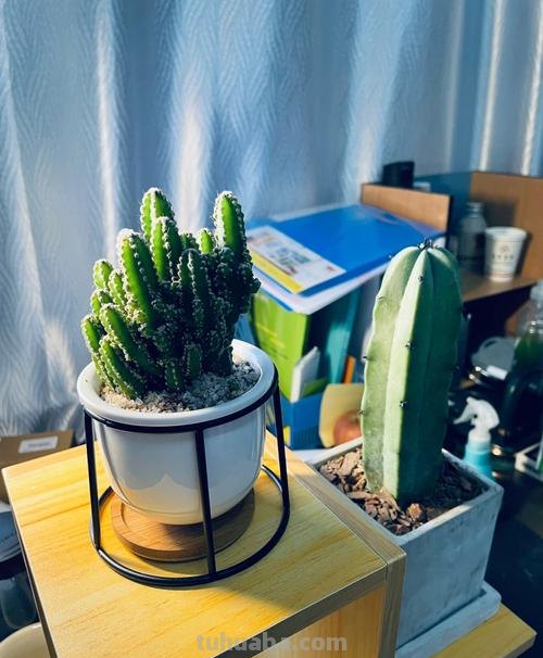 偏爱仙人球盆栽？就学我在家养这4款，春夏时节蹭蹭花开个不停