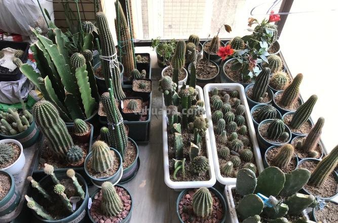 偏爱仙人球盆栽?就学我在家养这4款,春夏时节蹭蹭花开个不停