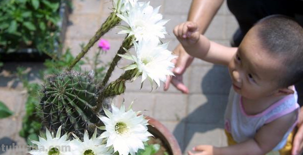 偏爱仙人球盆栽？就学我在家养这4款，春夏时节蹭蹭花开个不停