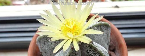 偏爱仙人球盆栽？就学我在家养这4款，春夏时节蹭蹭花开个不停