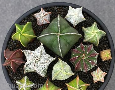 偏爱仙人球盆栽？就学我在家养这4款，春夏时节蹭蹭花开个不停