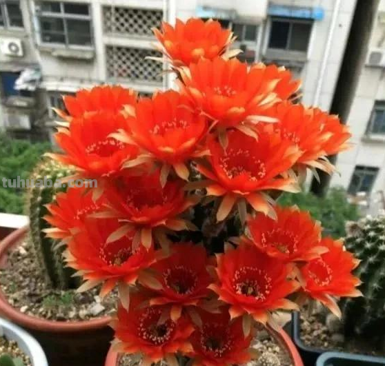 偏爱仙人球盆栽？就学我在家养这4款，春夏时节蹭蹭花开个不停