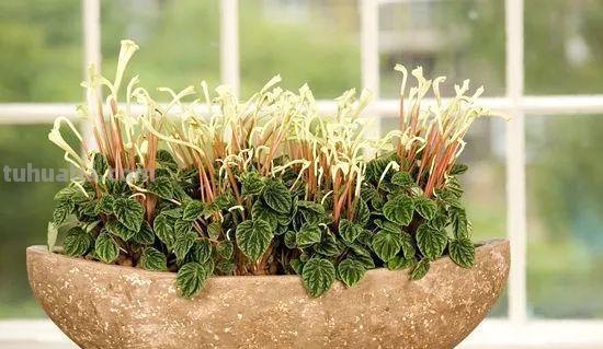 4种耐旱小盆栽,秋季天凉刚好繁殖,从少变多很容易