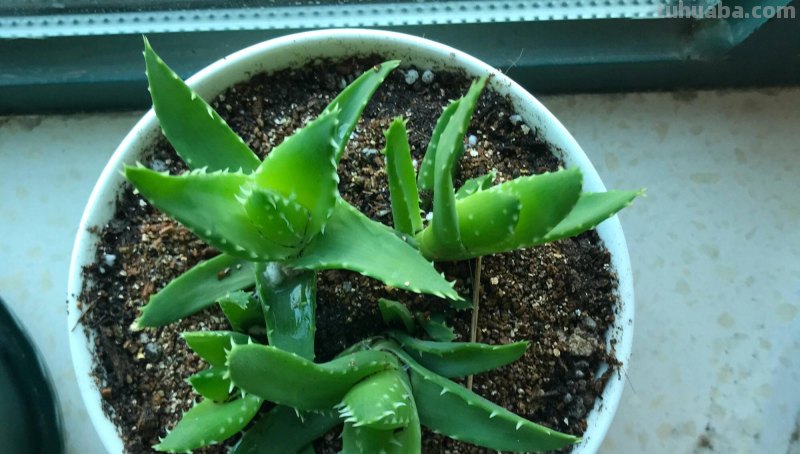 4种耐旱小盆栽，秋季天凉刚好繁殖，从少变多很容易