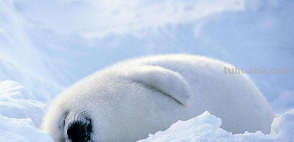 脑筋急转弯什么动物能贴在墙上