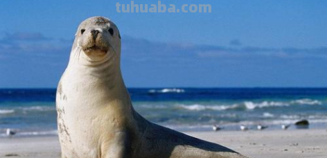 脑筋急转弯:什么动物最爱贴在墙上