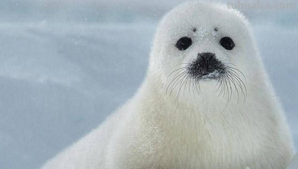 ‘’脑筋急转弯‘’什么动物最容易被贴在墙壁上?