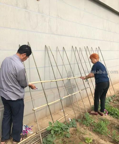 南瓜架速写 南瓜架一般要多高？