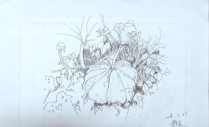 南瓜架速写 南瓜架一般要多高？