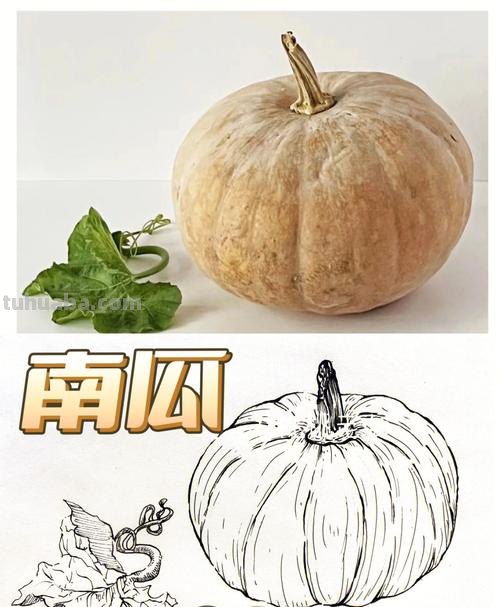 南瓜架速写 南瓜架一般要多高？