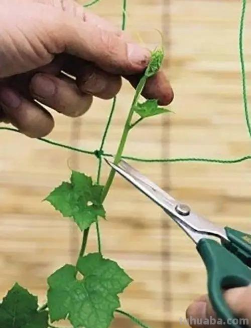 南瓜架速写 南瓜架一般要多高？