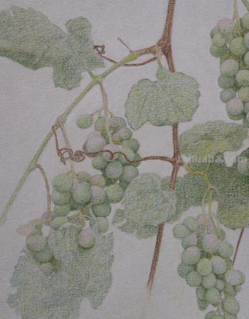 葡萄怎么画 彩铅真实 一步一步教你画葡萄？