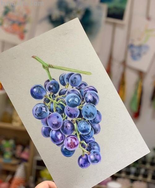 葡萄怎么画 彩铅真实 一步一步教你画葡萄？