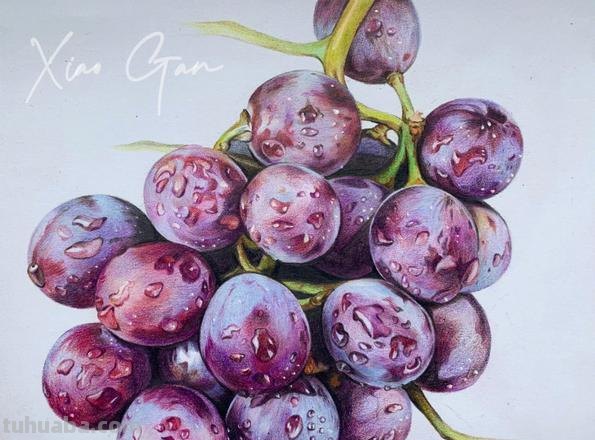 葡萄怎么画 彩铅真实 一步一步教你画葡萄？
