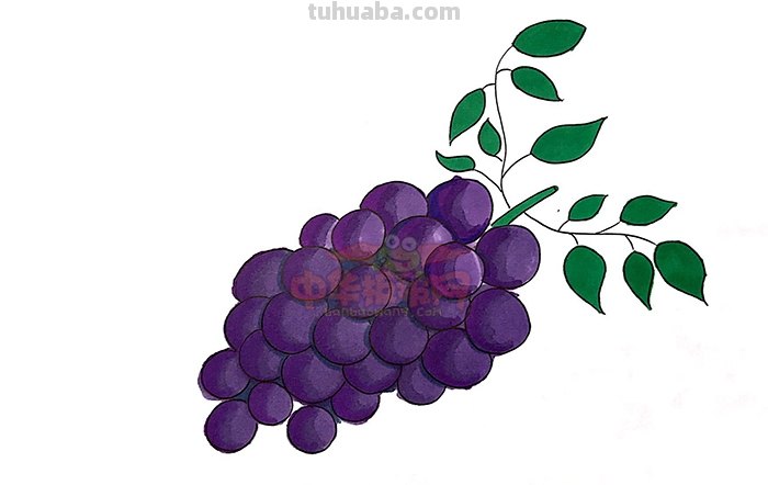 葡萄怎么画 彩铅真实 一步一步教你画葡萄？