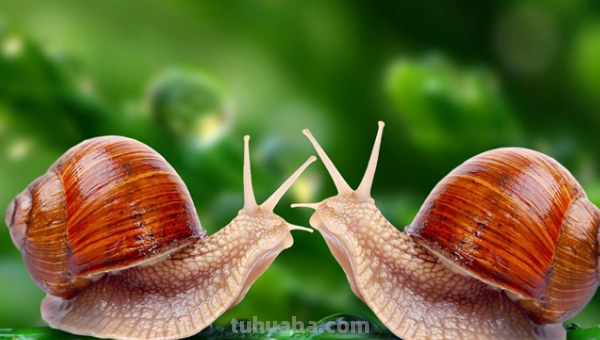 什么牛不吃草脑筋急转弯