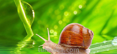 什么牛不吃草脑筋急转弯