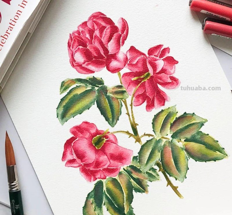 58张高颜值水彩线描装饰画！附带详细教程，让你从小白逆袭成大神
