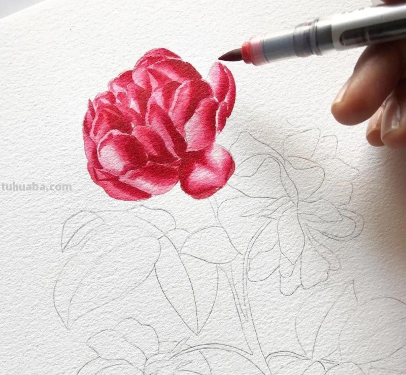 58张高颜值水彩线描装饰画！附带详细教程，让你从小白逆袭成大神