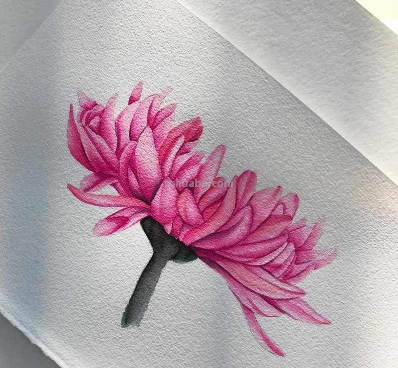 58张高颜值水彩线描装饰画！附带详细教程，让你从小白逆袭成大神