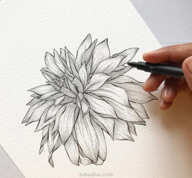 58张高颜值水彩线描装饰画！附带详细教程，让你从小白逆袭成大神