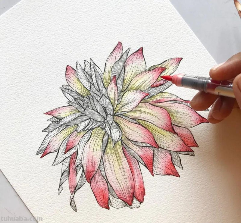 58张高颜值水彩线描装饰画！附带详细教程，让你从小白逆袭成大神