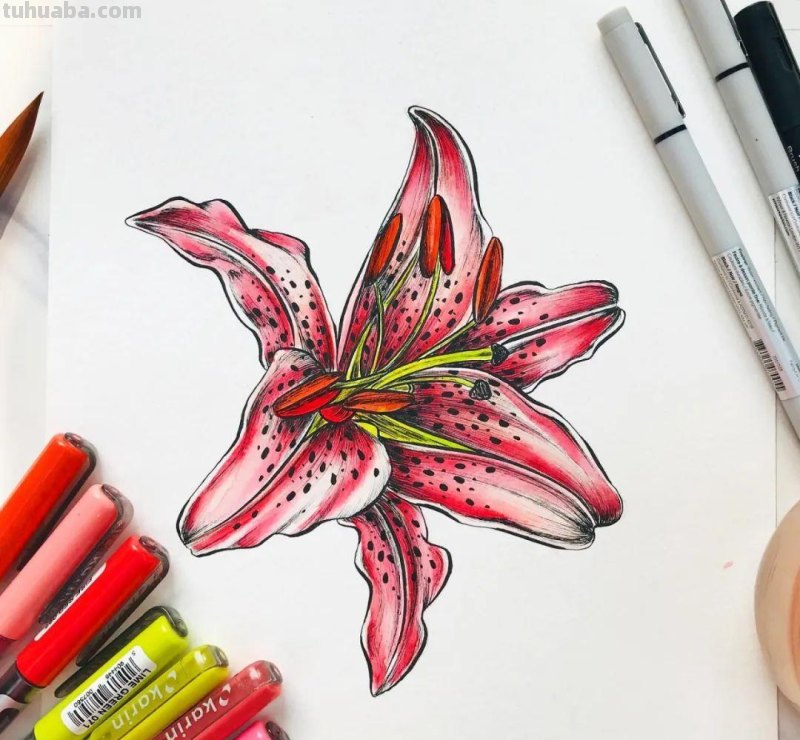 58张高颜值水彩线描装饰画！附带详细教程，让你从小白逆袭成大神