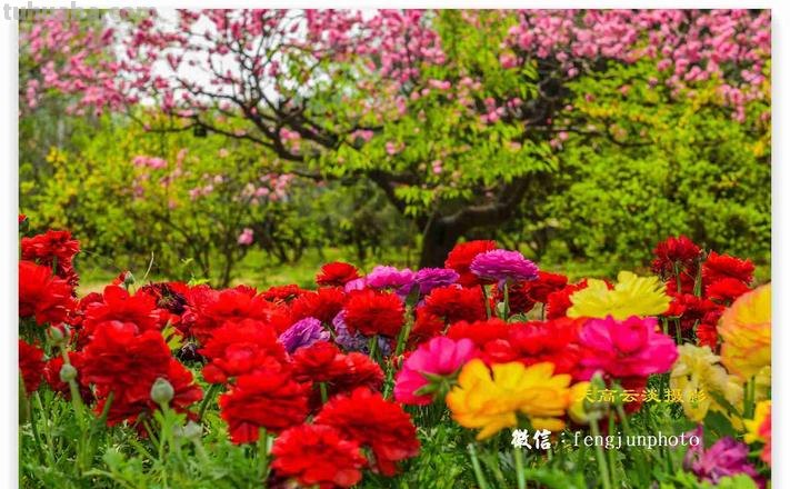 春天的色彩：缤纷多彩的季节 