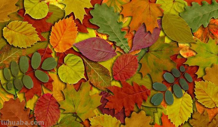 秋天的色彩：金黄、红色、橙色、棕色、深紫色…… 