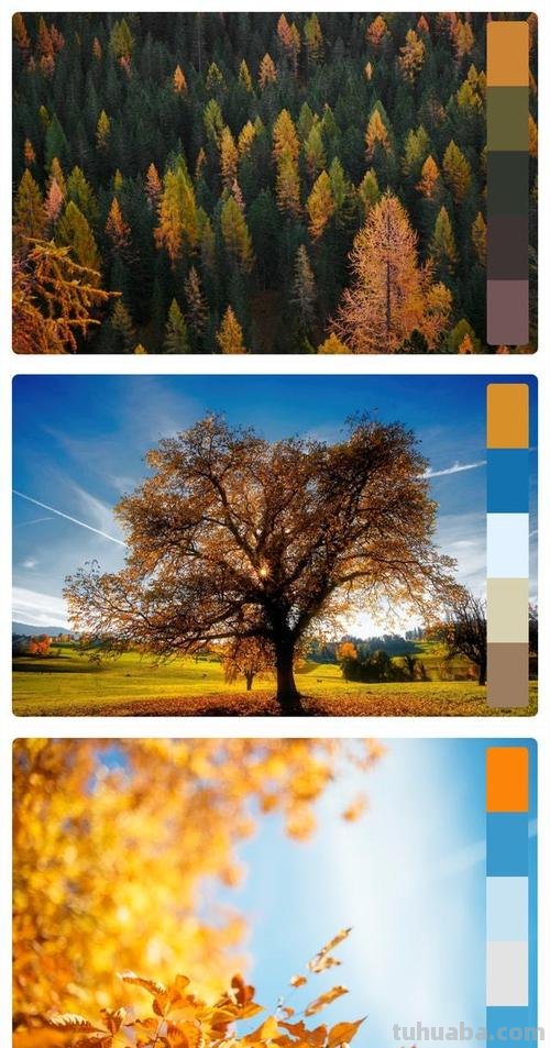 秋天的色彩：金黄、红色、橙色、棕色、深紫色…… 