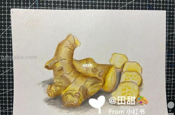 生姜用彩铅怎么画 彩铅素描教程？