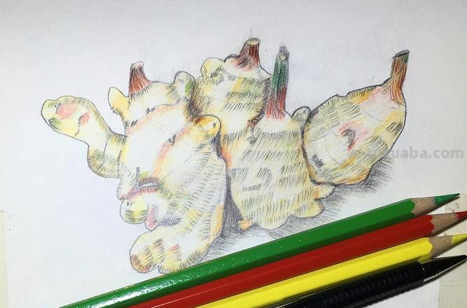 生姜用彩铅怎么画 彩铅素描教程？