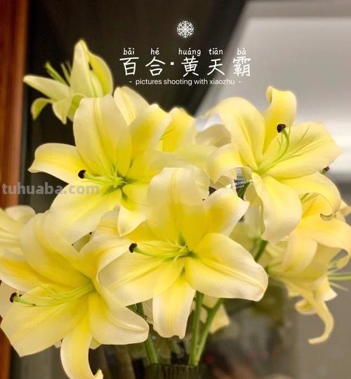 色彩香水及色彩香水百合是什么颜色的？ 