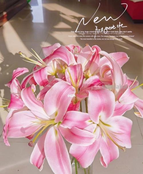 色彩香水及色彩香水百合是什么颜色的？ 