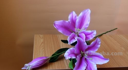 色彩香水及色彩香水百合是什么颜色的？ 