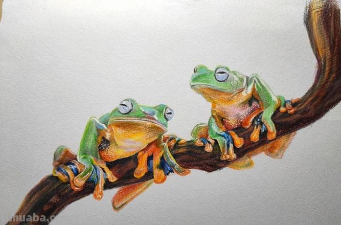 播放怎么彩铅画青蛙 青蛙怎么画？