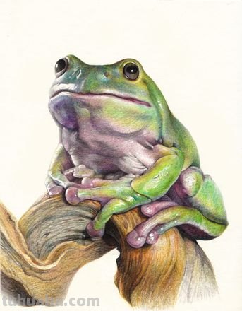 播放怎么彩铅画青蛙 青蛙怎么画？