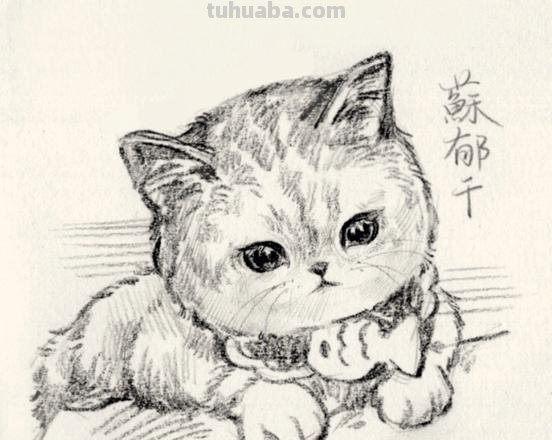 猫咪手速写 小猫的手是什么形状的？