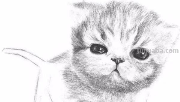 猫咪手速写 小猫的手是什么形状的？