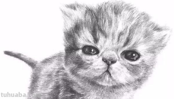 猫咪手速写 小猫的手是什么形状的？