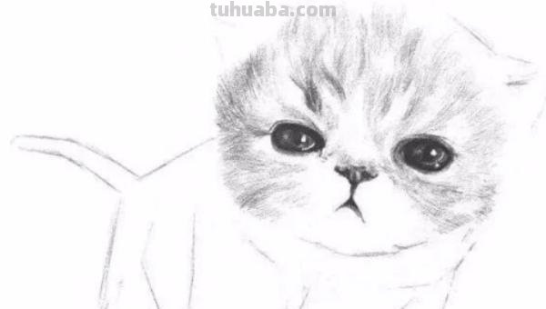 猫咪手速写 小猫的手是什么形状的？