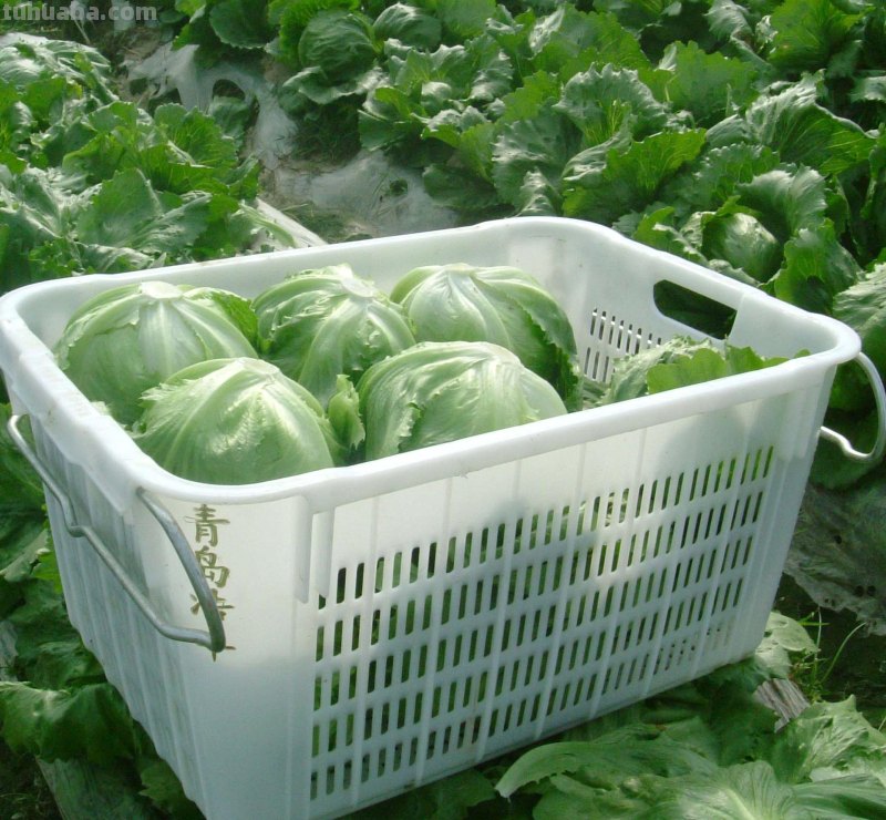 家里种菜技巧，这4点要做到，学一学