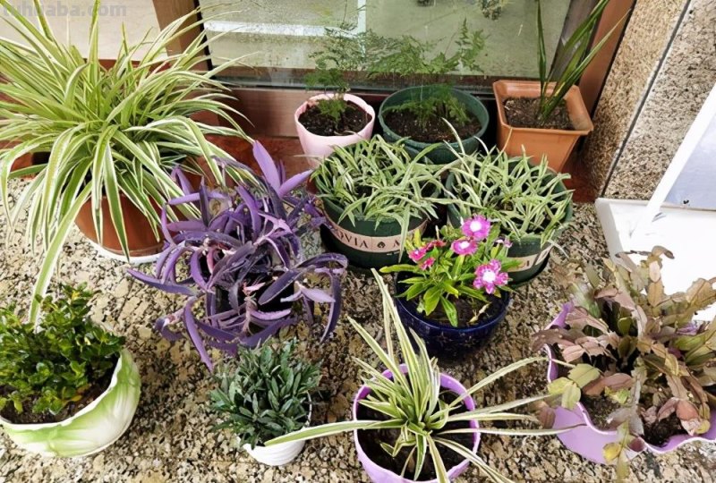 家里种菜技巧，这4点要做到，学一学
