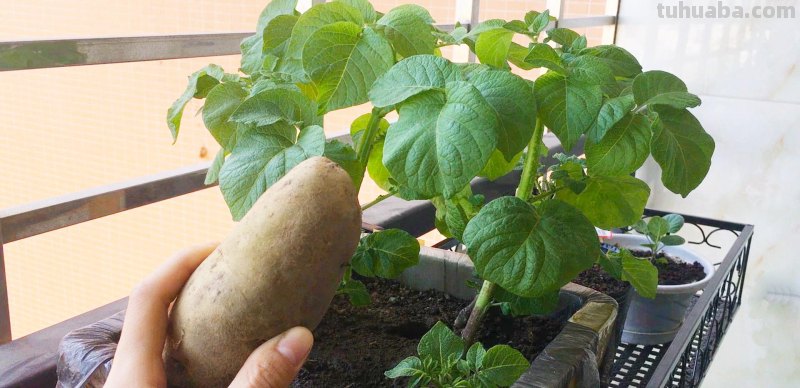 家里种菜技巧，这4点要做到，学一学