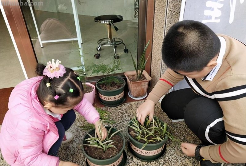 家里种菜技巧，这4点要做到，学一学