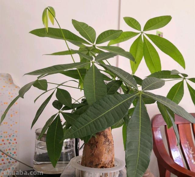 养发财树，学会3个技巧，茎杆粗壮，四季常青