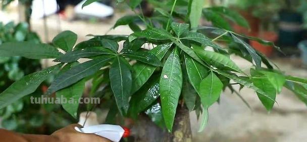 养发财树,学会3个技巧,茎杆粗壮,四季常青