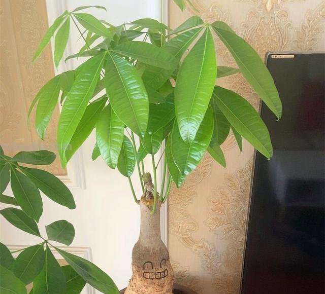 养发财树，学会3个技巧，茎杆粗壮，四季常青