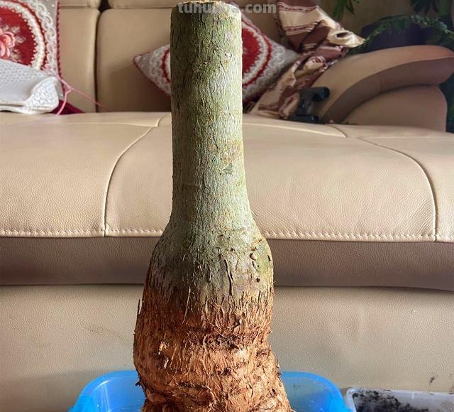 养发财树，学会3个技巧，茎杆粗壮，四季常青
