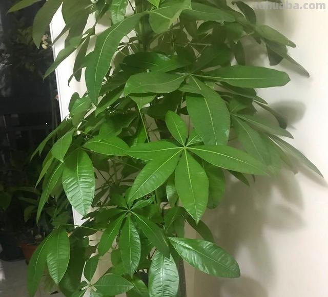 养发财树，学会3个技巧，茎杆粗壮，四季常青